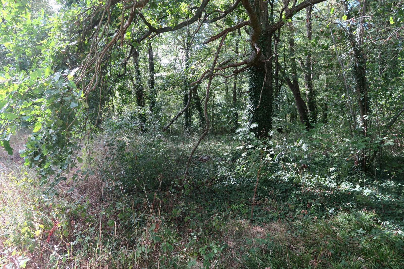 Image_7, Maison, Neauphlette, ref :740